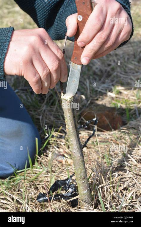 Gardener Grafting Trees How To Graft A Tree Grafting And Budding