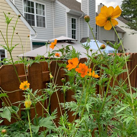 Organic Orange Cosmos Plant Seedscosmos Floweroutdoor Annual Etsy