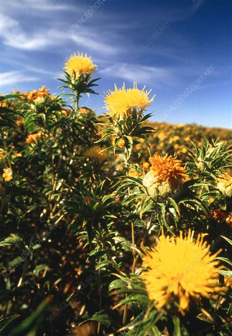Field Of Flowering Safflower Plants Stock Image E7700669 Science