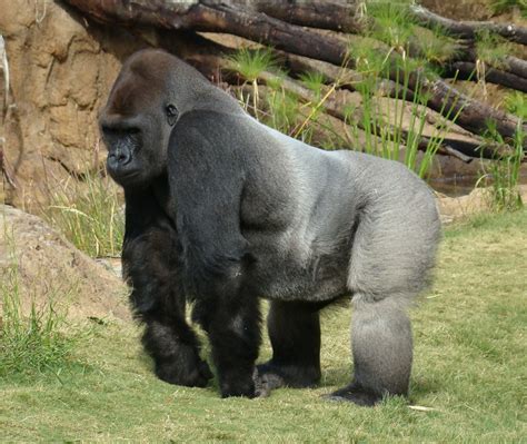 Silverback Gorilla At The Los Angeles Zoo A Photo On Flickriver