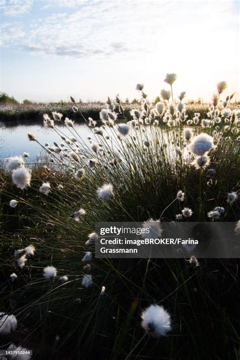 Harestail Cottongrass Closeup Of Seed Stand At The Edge Of A Bog In The