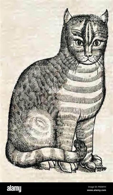 Vintage Cat Illustration Stock Photo Alamy