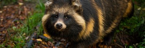 Foxes And Raccoon Dogs Find Home At Tierart Wild Animal Sanctuary