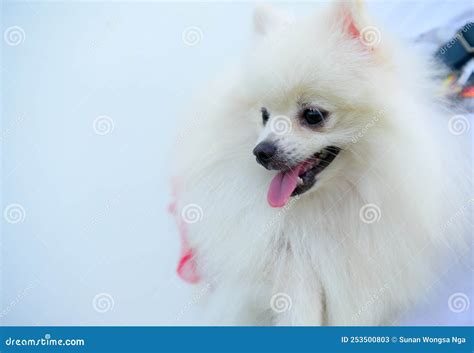 This Is A Pomeranian Dog Small Dog Breeds The Eyes Are Large And