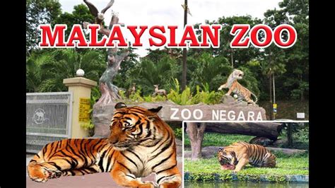It is located on the north eastern outskirts of kuala lumpur in the shadow of the spectacular bukit tabur (klang gates quartz ridge). Bengal Tiger on Zoo Negara Malaysia | Visit National Zoo ...