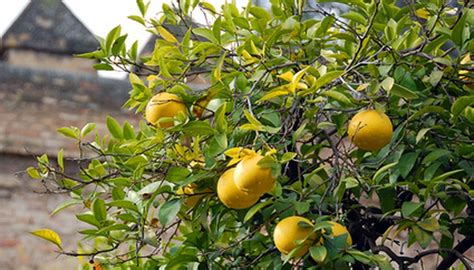 How To Grow A Lemon Tree From A Cutting Garden Guides