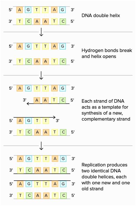 For example, know which enzymes are similar and different in both dna replication and transcription. Practicing Dna Transcription And Translation Worksheet ...