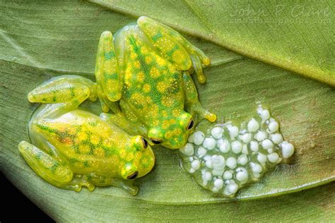 Glass Frogs Turn Translucent By Hiding Their Blood A Moment Of