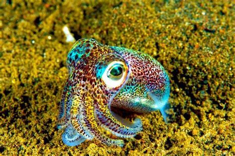 Hawaiian Bobtail Squid Ocean Creatures Animals Sea Creatures
