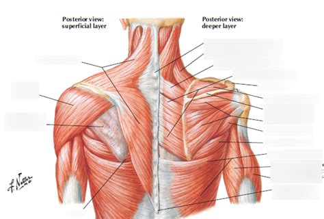 Posterior View Of Right Scapular Muscles Diagram Quizlet The Best