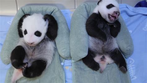 Toronto Zoo Giant Panda Cubs At 6 Weeks Youtube