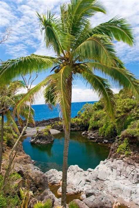 Tropical Plam Tree Stock Image Image Of Ocean Hana 10743227