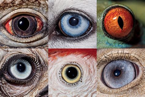 Eyes Wide Open National Geographic Takes A Fascinating Close Up Look