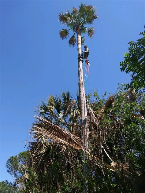 Palm Tree Trimming Palm Tree Trimming Tree Trimming Palm Trees