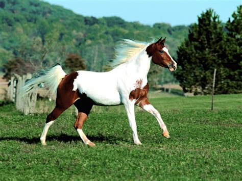 Imagenes De Caballos Imagen Caballo Manchado Trota En El Prado