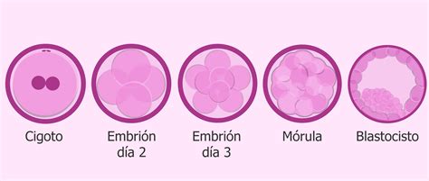 Etapas Del Desarrollo Embrionario