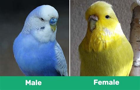 English Budgies And Parakeets Traits And Care Guide With Pictures