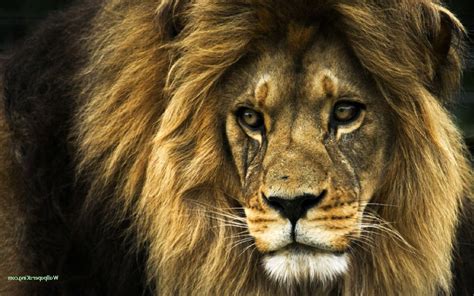 Lion Animals Nature Wallpapers Hd Desktop And Mobile Backgrounds