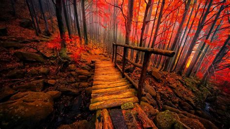 Autumn Path Image Abyss