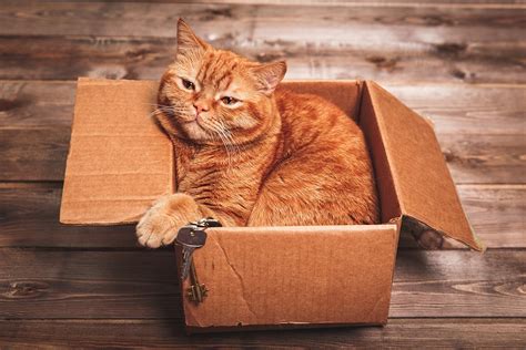 By putting in the time and effort to reduce. Moving Pets Articles | Moving.com