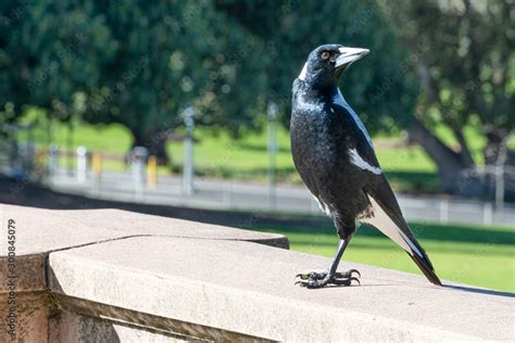 Foto De Australian Magpie Adelaide Parklands Very Aggressive Bird