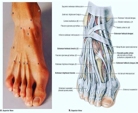 Anatomy Of Top Of Foot