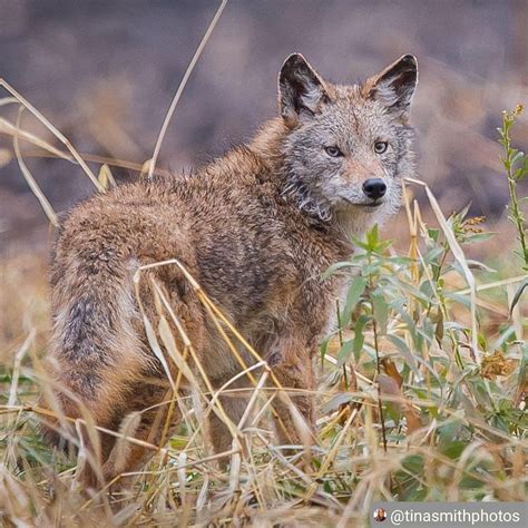 Coyote Watch Canada On Instagram Beautiful Face Of A Curious Coyote