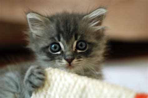 Filecute Grey Kitten Wikipedia