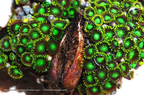 Collectors Choice Wysiwyg Item Super Green Zoanthids Zoanthus Spp