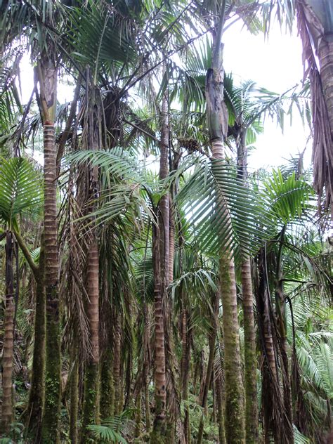 Free Images Tree Nature Jungle Paradise Tropical Botany