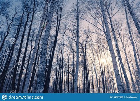 Birch Trees In Winter Forest At Sunset Stock Image Image Of Plant