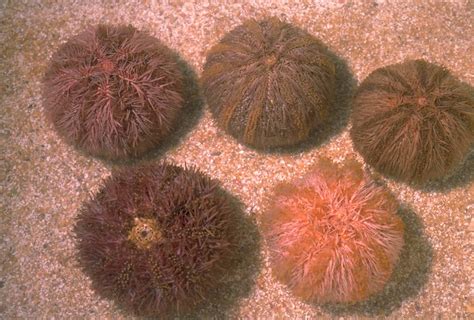 Pink Sea Urchin The Australian Museum