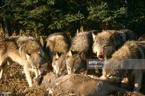 Wolf Pack Eating Kill High Res Stock Photo Getty Images