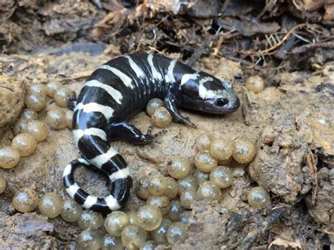 Marbled Salamander Ambystoma Opacum Observed By Edporopat On October
