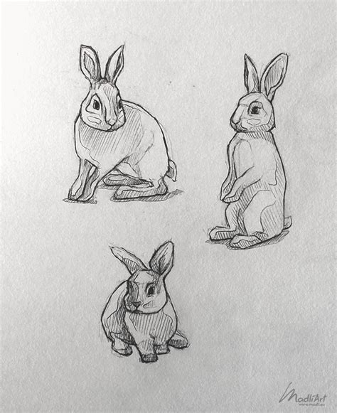 We did not find results for: Sketchbook Art Portfolio I Endangered Vulnerable Threatened Species Animals I The Wild rabbit ...