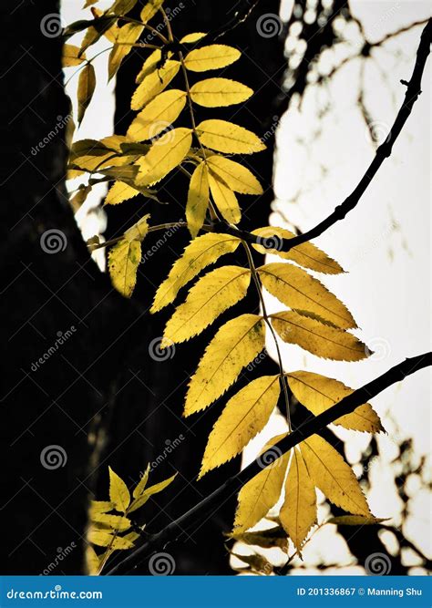 Backlit Black Walnut Tree Leaves In Autumn Stock Image Image Of
