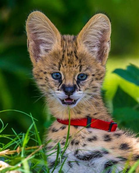 Wanda Lindsey Trending Serval Cat Australia