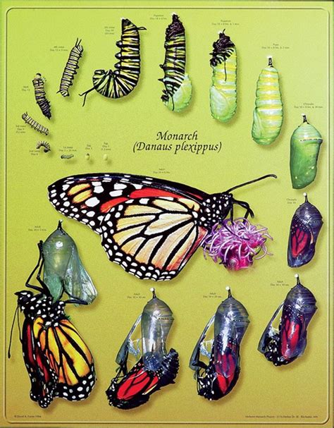 Monarch Life Stages Laminated Poster Stages Of A Butterfly Monarch
