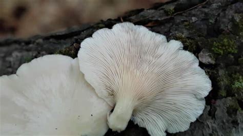 Oyster Mushroom Identification Foraging And Cooking Mushroom