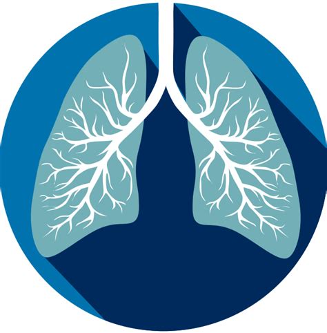 Lung Png Isolated Hd Png Mart