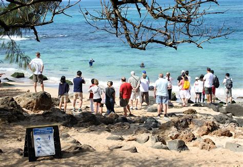 Laniakea Plage Mieux Connu Sous Le Nom De Turtle Beach Sur La C Te