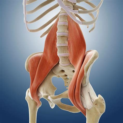 Iliopsoas Muscles Photograph By Springer Medizinscience Photo Library