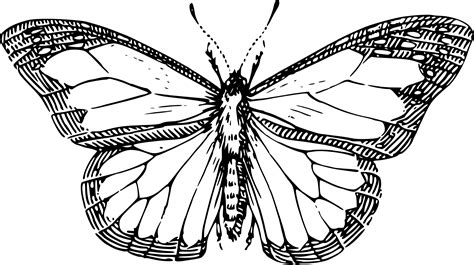 Butterfly wings have endless artistic possibilities. Gerbil Clip Art | Clipart Panda - Free Clipart Images
