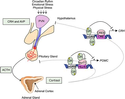 Corticosteroids Mechanism Of Action