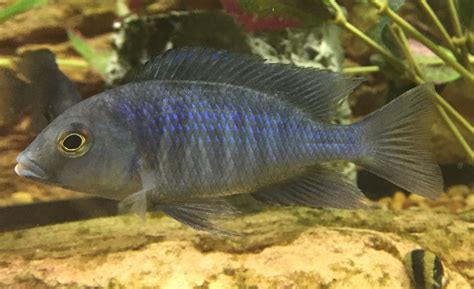 Cobalt Blue African Cichlid