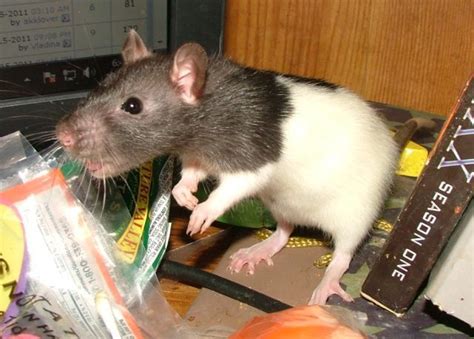 How Hard Is It To Sex Rats Really Paw Talk Pet Forums