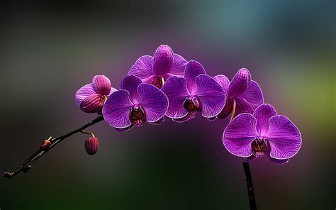 Orchids Wallpapers Best Wallpapers Orchid Fans