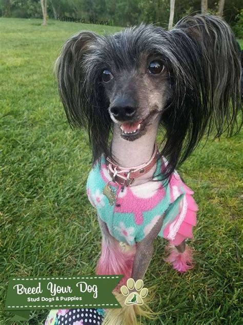 Stud Dog Cute Female Chinese Crested Breed Your Dog