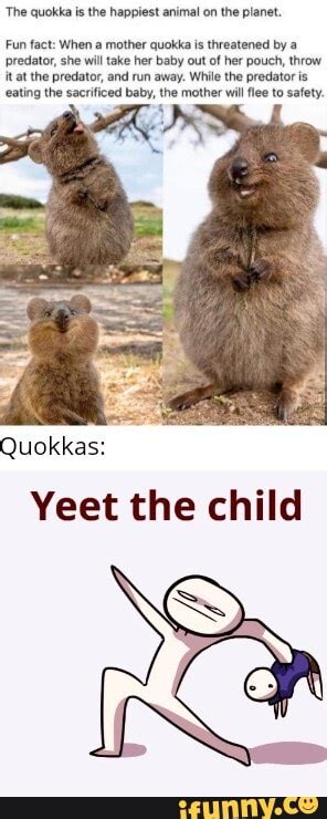 The Quokka Is The Happiest Animal On The Pianet Fun Fact When A