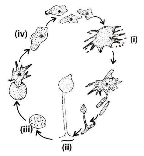 Study The Given Life Cycle Of Cellular Slime Moulds And Select The Inc